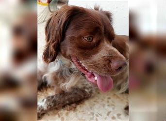 Cookie (Spanien) - Schokokeks sucht liebevolle Halter