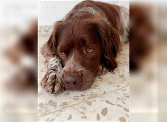 Cookie (Spanien) - Schokokeks sucht liebevolle Halter