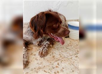 Cookie (Spanien) - Schokokeks sucht liebevolle Halter