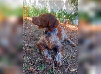 Cookie (Spanien) - Schokokeks sucht liebevolle Halter