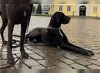 Deutsche Doggen Welpen o.Pap, alte Ahnen ab Sept im Norden