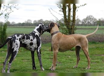 Deutsche Doggen Welpen o.Pap, alte Ahnen ab Sept im Norden