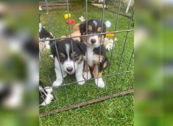 Border Colli /Australien Shepherd Mix Welpen tricolor