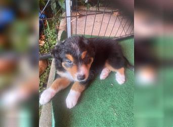 Border Colli /Australien Shepherd Mix Welpen tricolor