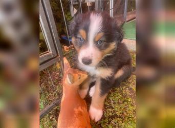 Border Colli /Australien Shepherd Mix Welpen tricolor