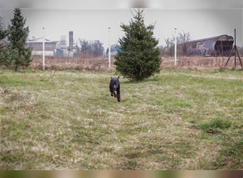 VIKTOR - der Terrier-Mix Rüde träumt von tollen Abenteuern mit seiner eigenen Familie!