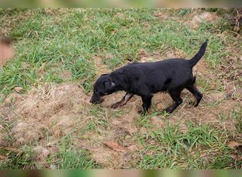 VIKTOR - der Terrier-Mix Rüde träumt von tollen Abenteuern mit seiner eigenen Familie!