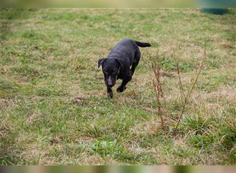 VIKTOR - der Terrier-Mix Rüde träumt von tollen Abenteuern mit seiner eigenen Familie!