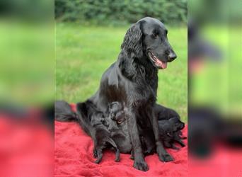 FLAT COATED RETRIEVER Welpen FCI Lost Ones Seeker