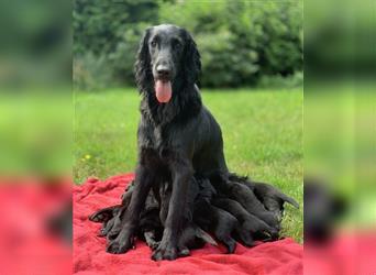 FLAT COATED RETRIEVER Welpen FCI Lost Ones Seeker