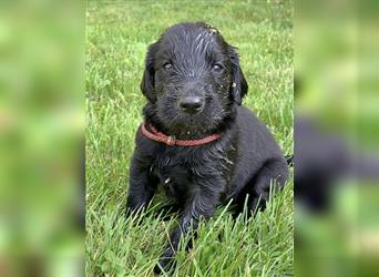 FLAT COATED RETRIEVER Welpen FCI Lost Ones Seeker