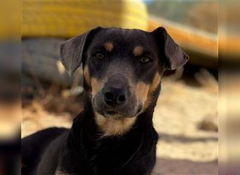 TINO- fröhlicher Bub, der Mensch und Hund richtig super findet