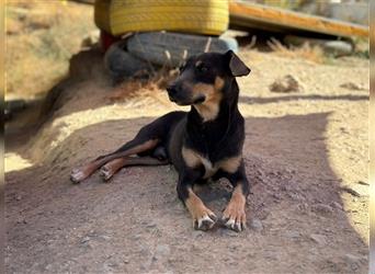 TINO- fröhlicher Bub, der Mensch und Hund richtig super findet