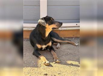 TINO- fröhlicher Bub, der Mensch und Hund richtig super findet