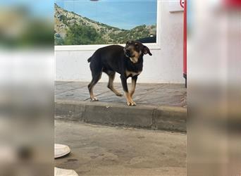 TINO- fröhlicher Bub, der Mensch und Hund richtig super findet