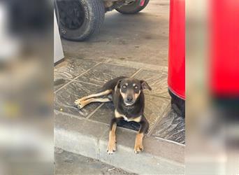 TINO- fröhlicher Bub, der Mensch und Hund richtig super findet