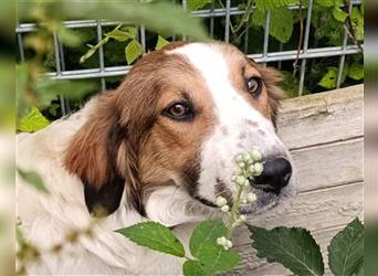 Rüde ♥Amon♥ braucht Liebe und Erfahrung