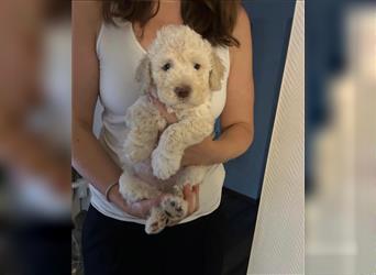 Lagotto Ramognolo -Wasserhund- Trüffelsuchhund