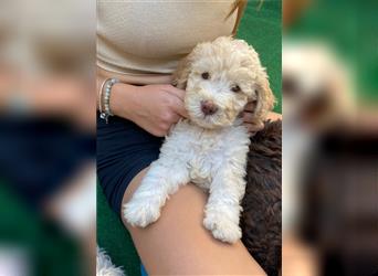 Lagotto Ramognolo -Wasserhund- Trüffelsuchhund