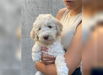 Lagotto Ramognolo -Wasserhund- Trüffelsuchhund