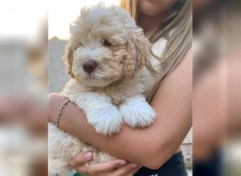 Lagotto Ramognolo -Wasserhund- Trüffelsuchhund