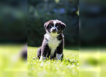 Australian Shepherd Welpen, ASCA