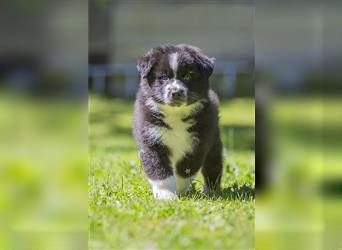 Australian Shepherd Welpen, ASCA