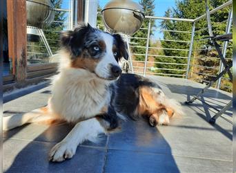 Australian Shepherd Welpen, ASCA