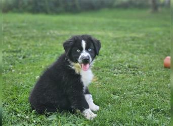 Australian Shepherd Welpen, ASCA