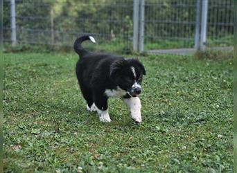 Australian Shepherd Welpen, ASCA