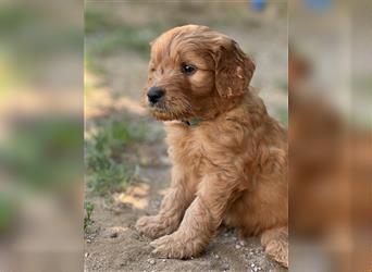 Goldendoodle F1 Welpen