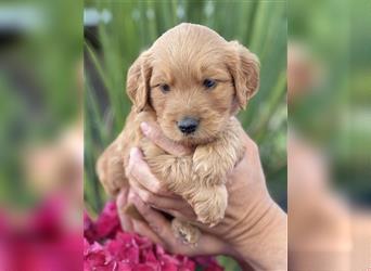 Goldendoodle F1 Welpen