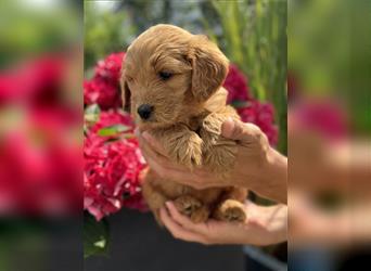 Goldendoodle F1 Welpen