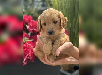 Goldendoodle F1 Welpen