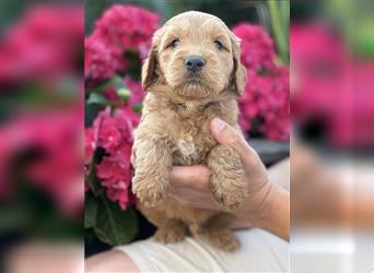 Goldendoodle F1 Welpen