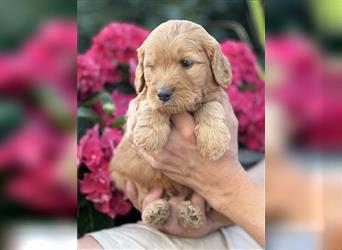 Goldendoodle F1 Welpen