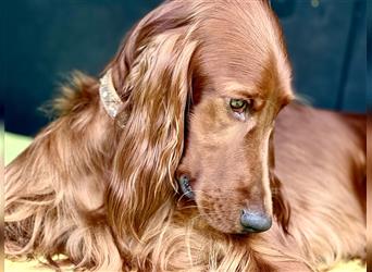 Irish Setter Welpen-Wurferwartung Mitte August