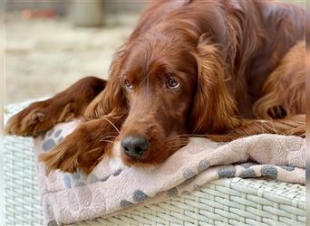 Irish Setter Welpen-Wurferwartung Mitte August