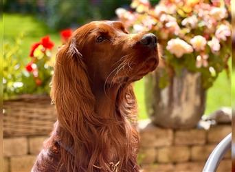 Irish Setter Welpen-Wurferwartung Mitte August