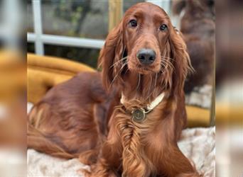 Irish Setter Welpen-Wurferwartung Mitte August