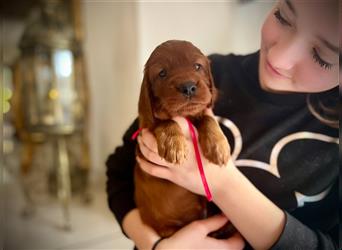 Irish Setter Welpen-Wurferwartung Mitte August