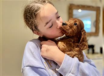 Irish Setter Welpen-Wurferwartung Mitte August