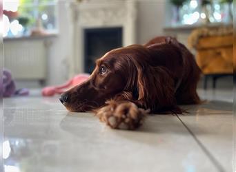 Irish Setter Welpen-Wurferwartung Mitte August