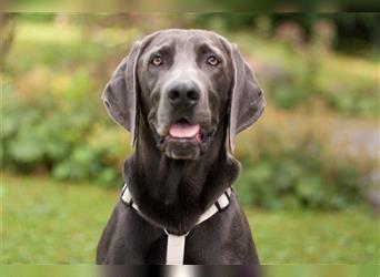 Joe Fritz - aktiver Familienhund - Tierhilfe Franken e.V.