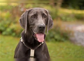 Joe Fritz - aktiver Familienhund - Tierhilfe Franken e.V.