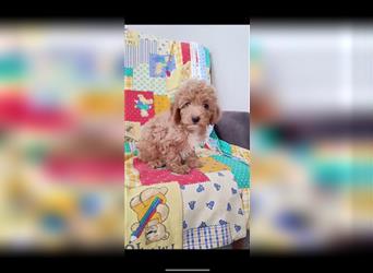 Maltipoo Welpen