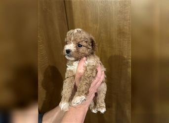 Maltipoo Welpen