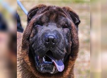 Arthur, Shar Pei , lieb und verträglich