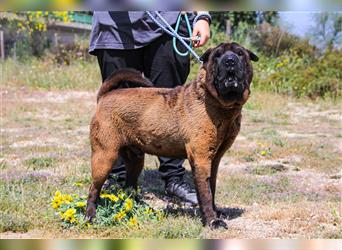 Arthur, Shar Pei , lieb und verträglich