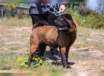 Arthur, Shar Pei , lieb und verträglich